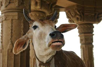 Kashi 17_